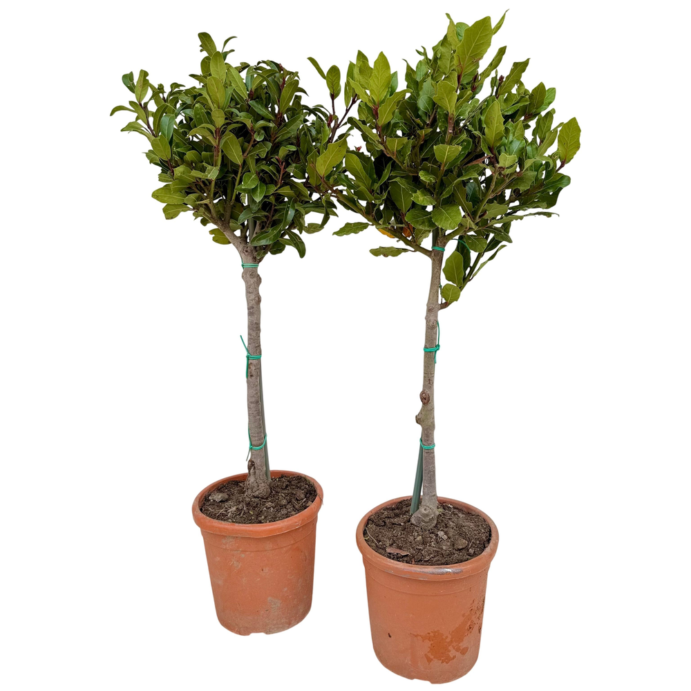 Laurus nobilis p21 stam.