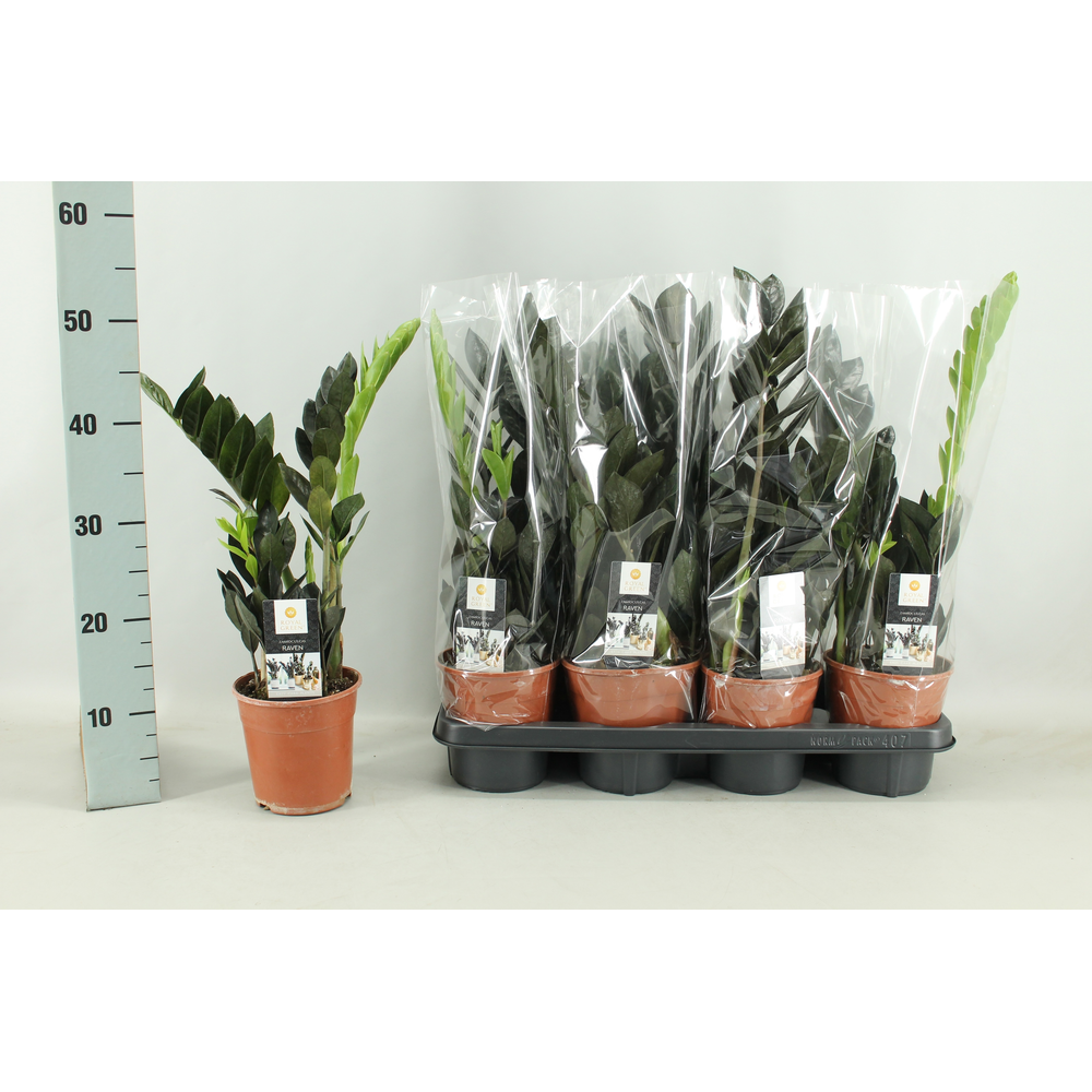 Zamioculcas Raven 14cm.