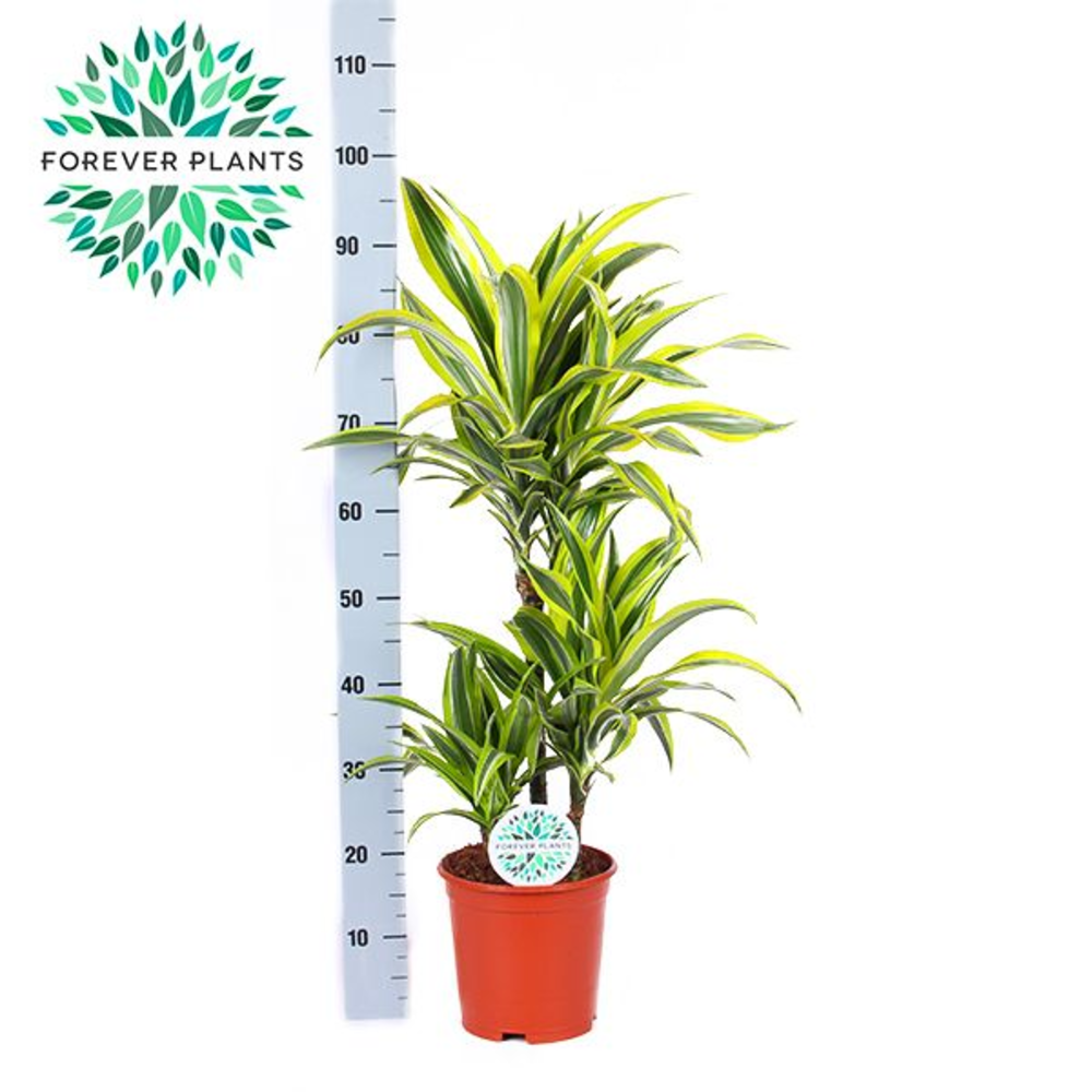 Dracaena Lemon Lime p21, 45+15+10.
