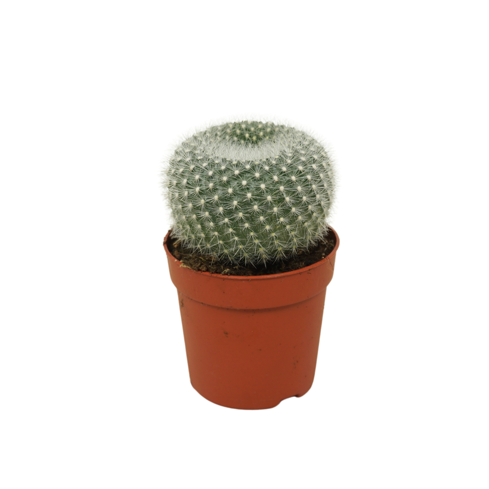 Brasilicactus haselbergii 7 cm.
