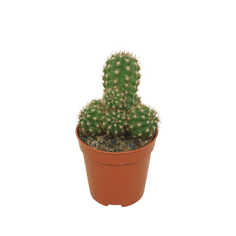 Chameocereus Ubink 'Red' 5,5 cm.