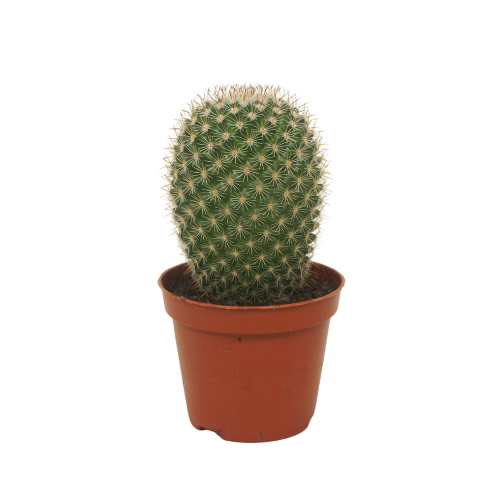 Mammillaria pilcayensis enkel 8,5 cm.