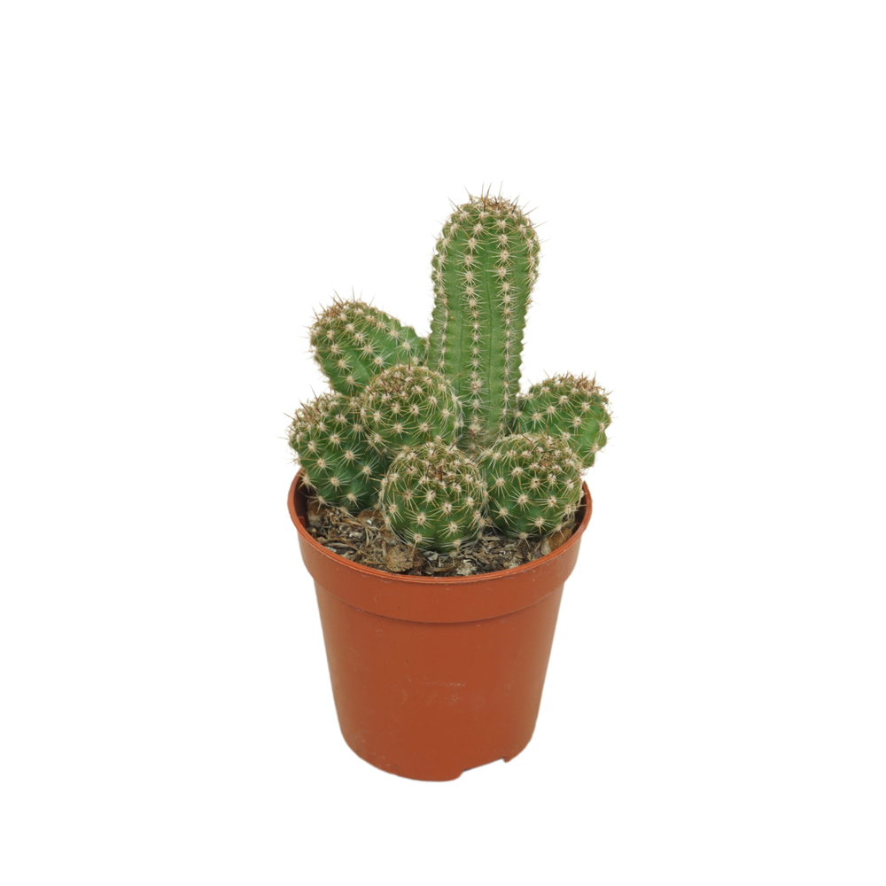 Chameocereus Ubink 'Cerise' 5,5 cm.