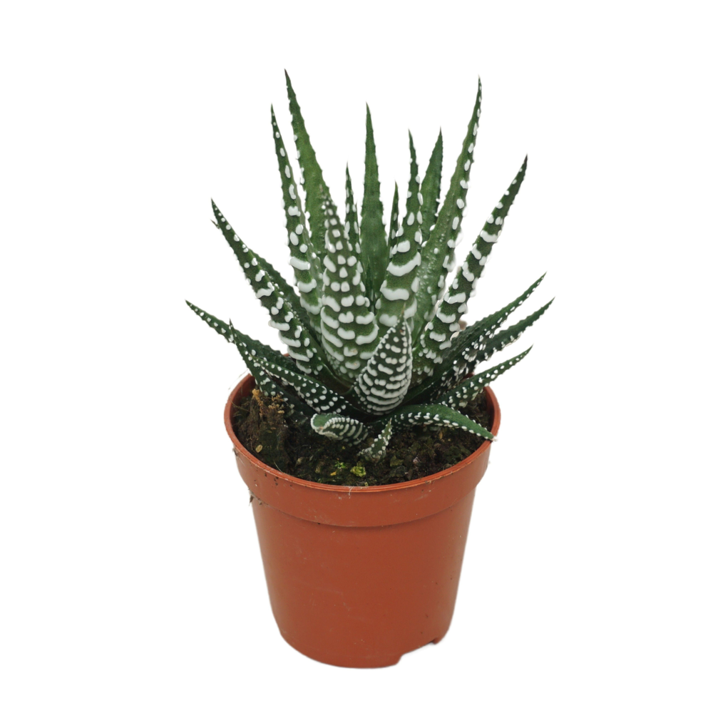 Haworthia big band 5,5 cm.
