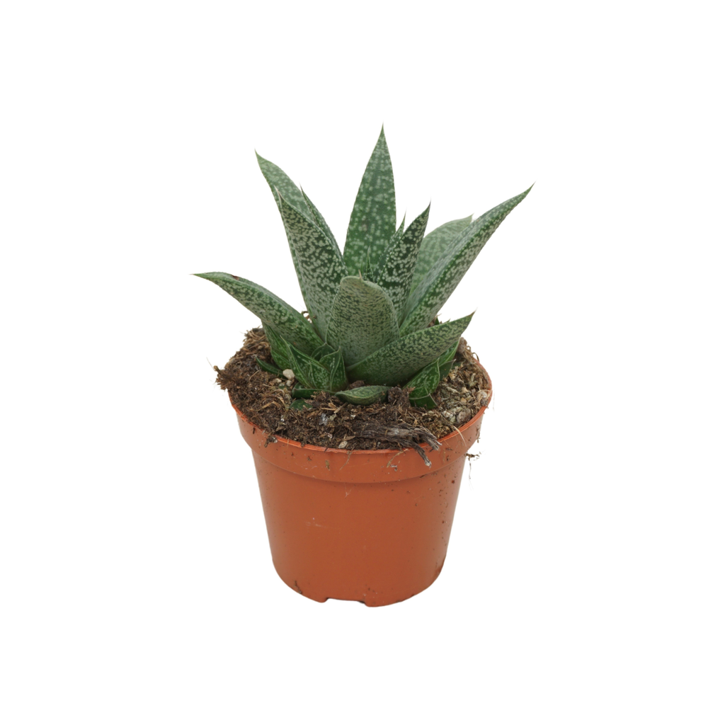 Gasteria d'grey moon 5,5 cm.