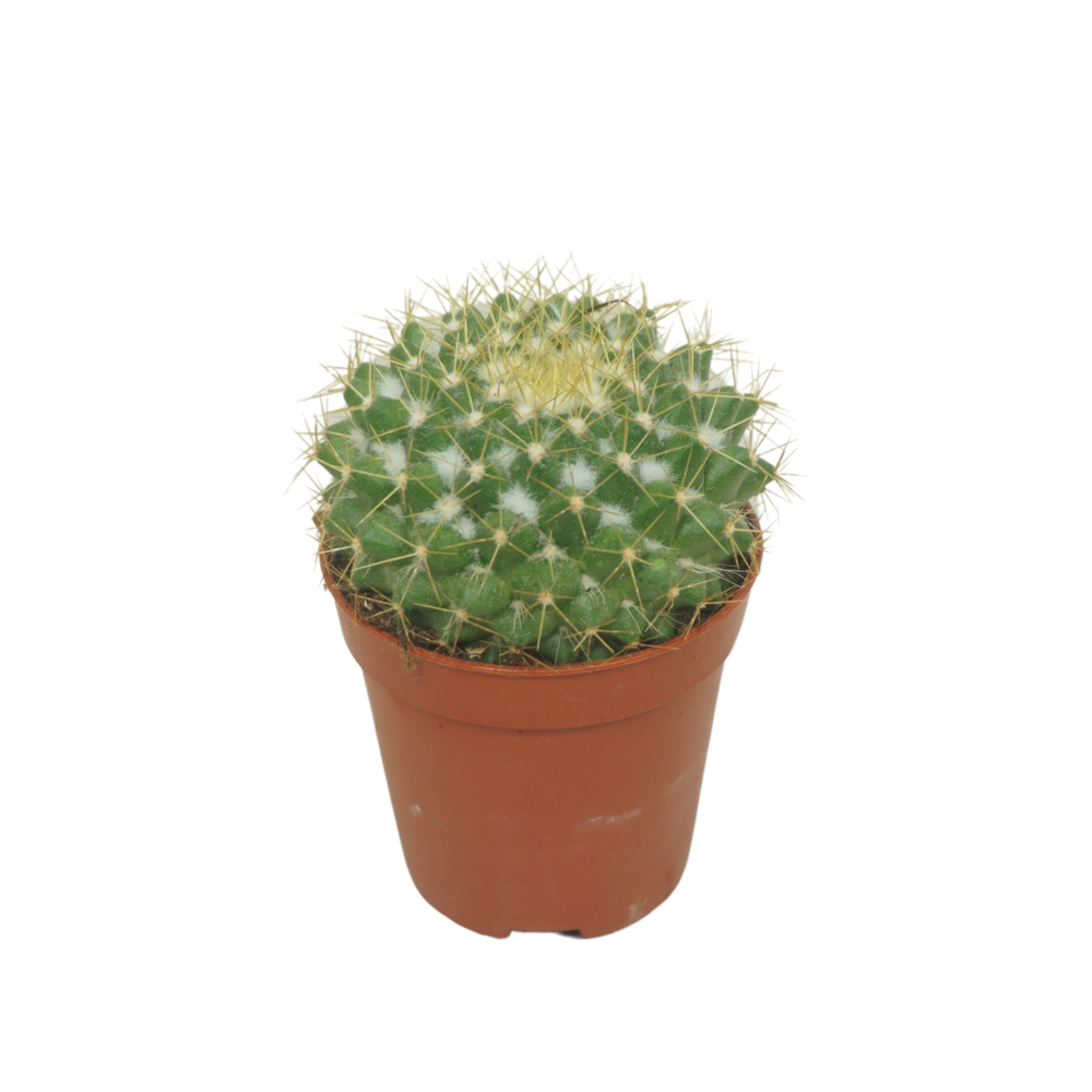 Mammillaria marksiana 5,5 cm.