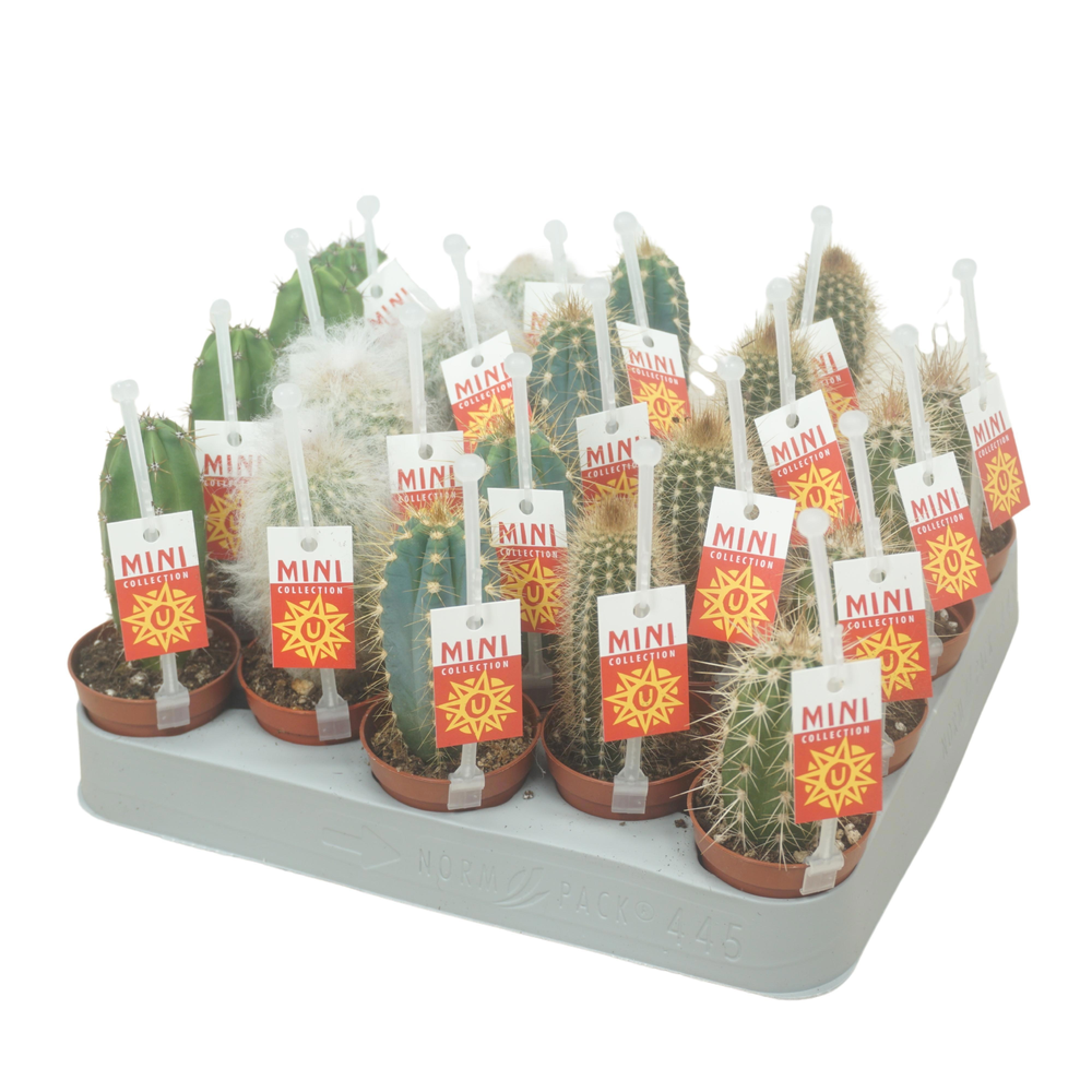 Cactus mix op rij 5,5 cm met picker+etiket.