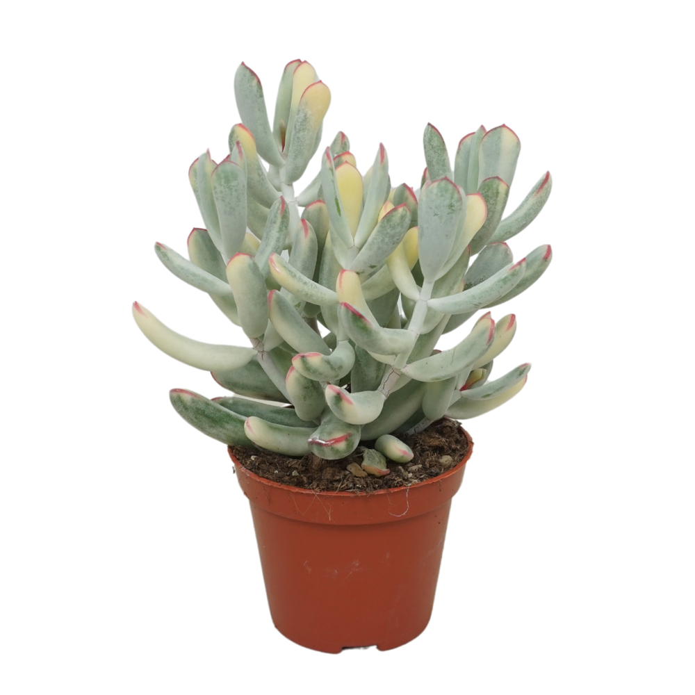 Cotyledon orbiculata variegata 8,5 cm.