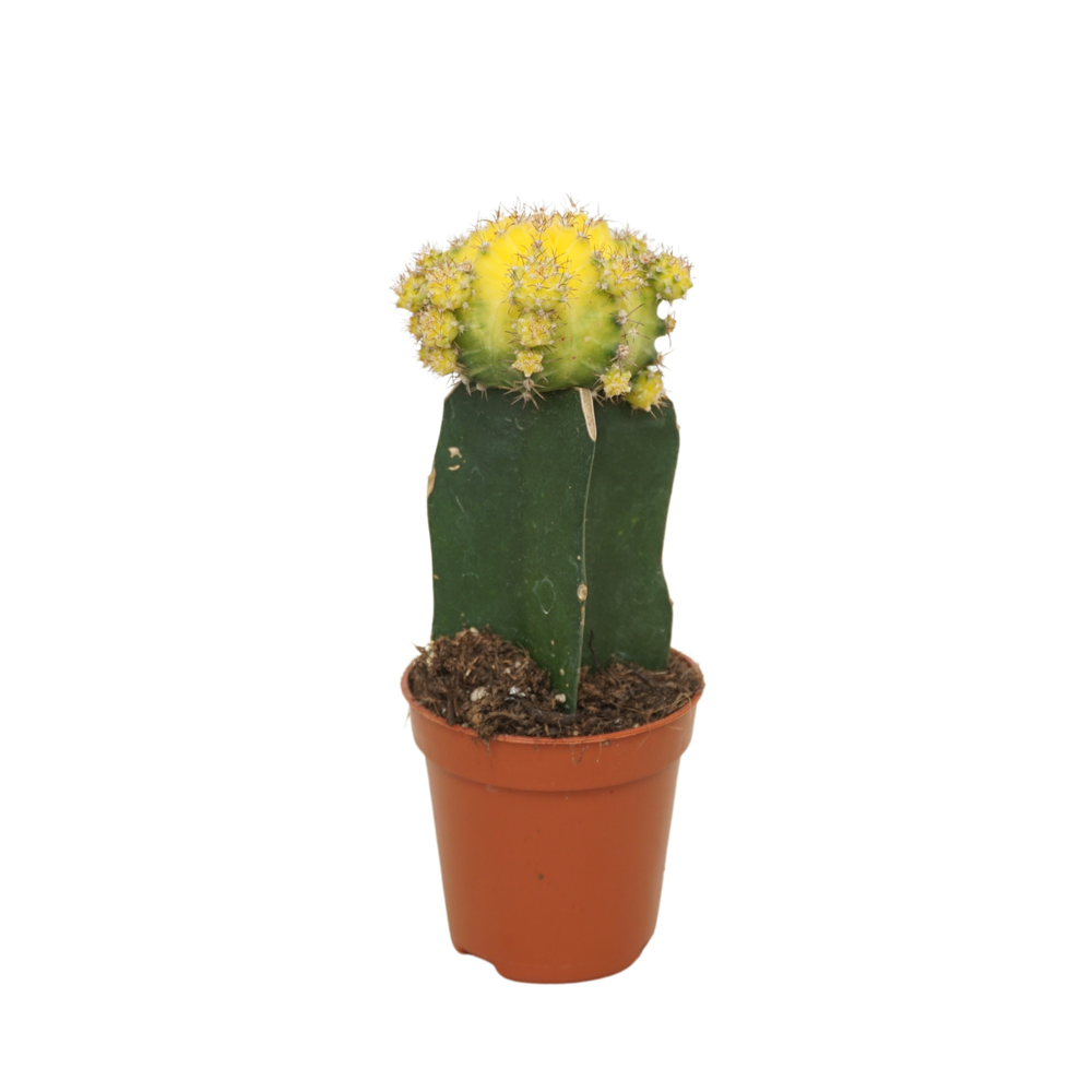 Gymnocalycium geënt geel/groen 5,5 cm.
