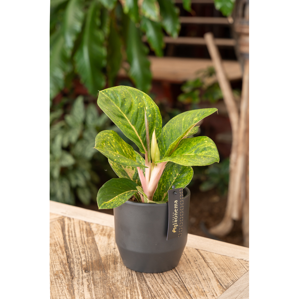 Aglaonema Apple Green.