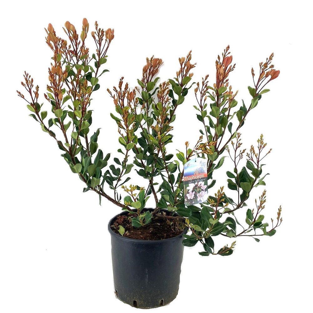 Rhaphiolepis indica spingtime.