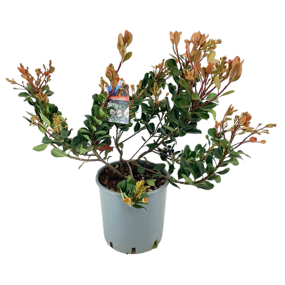 Rhaphiolepis umbellata.