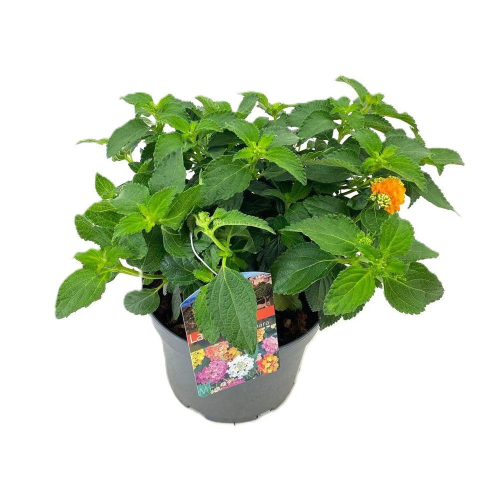 Lantana camara.