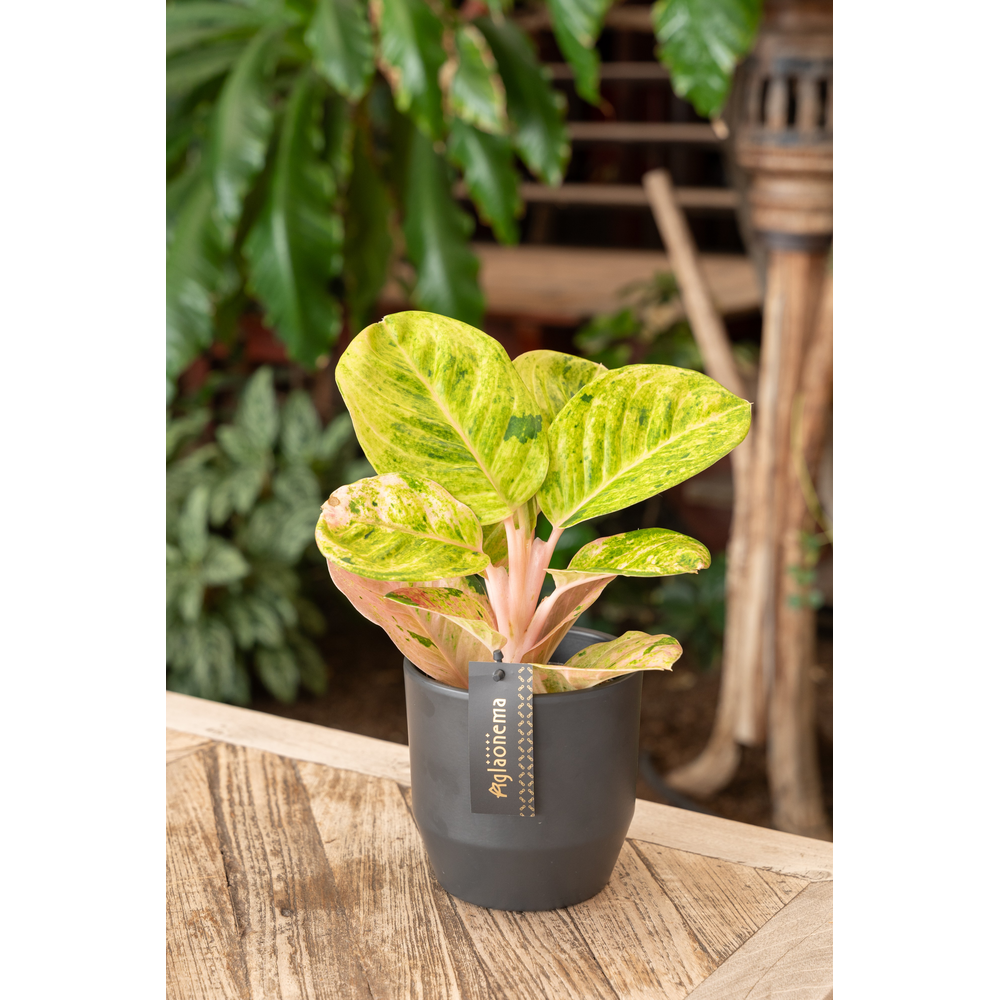 Aglaonema Apple Fantasy.