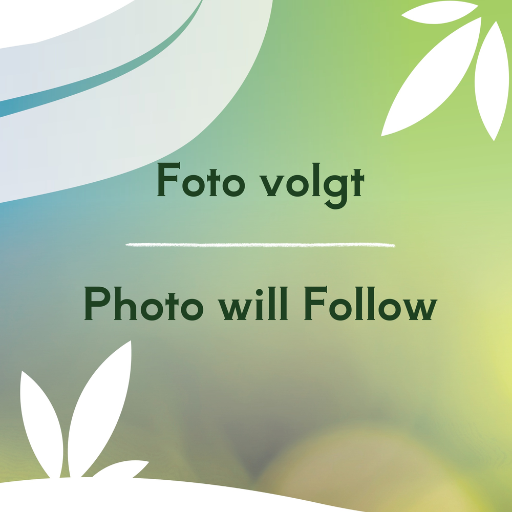 Miscanthus sin. 'Giganteus'.