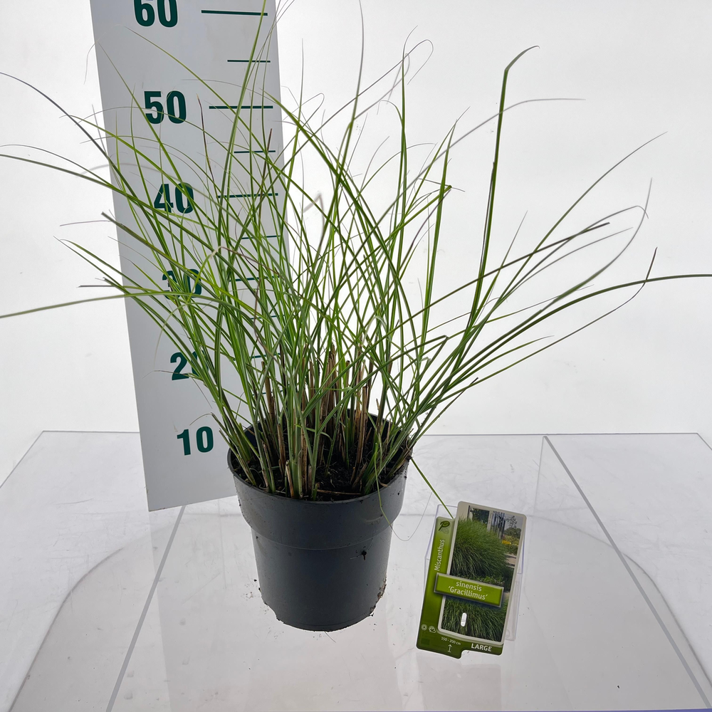 Miscanthus sin. 'Gracillimus'.