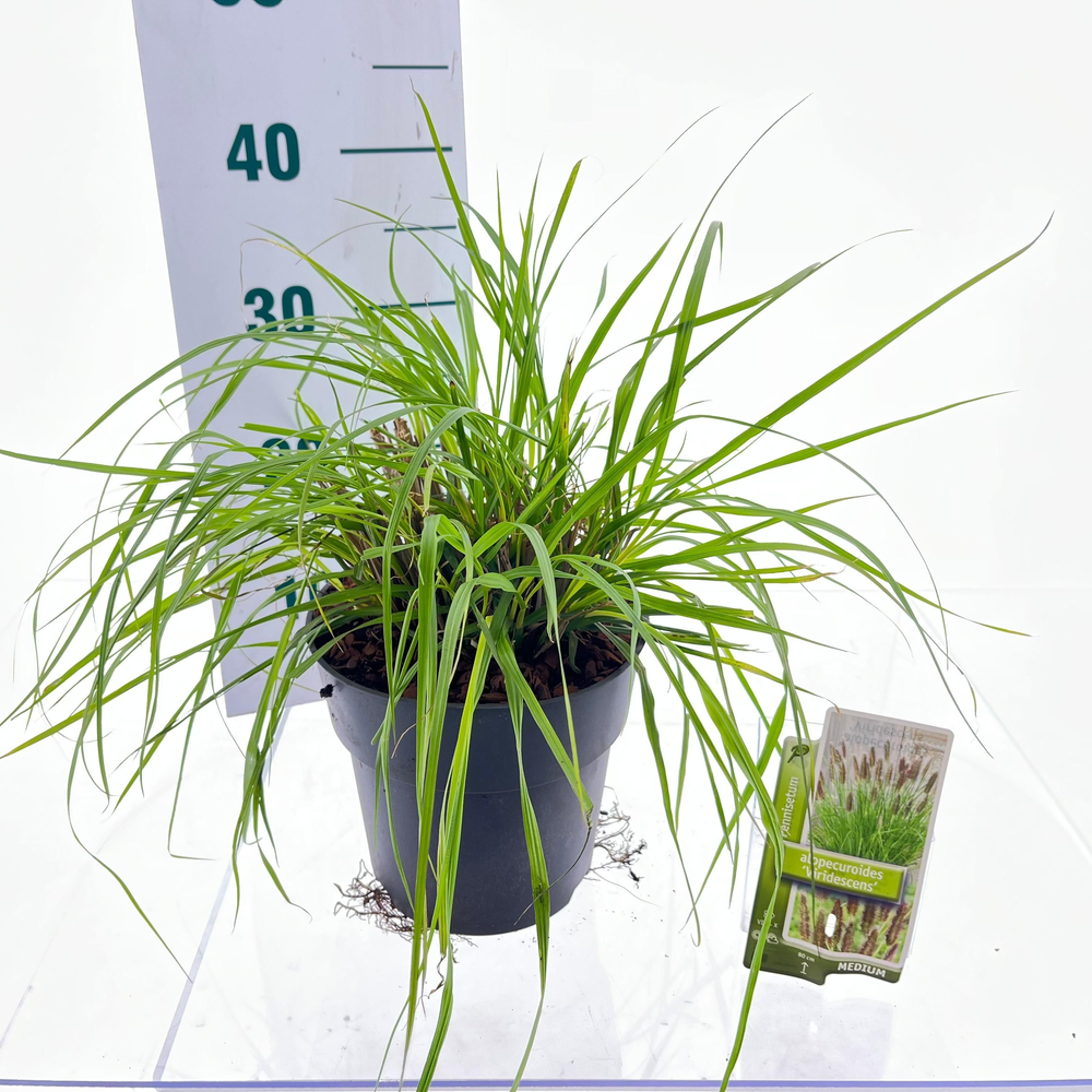 Pennisetum alopecuroides 'Viridescens'.