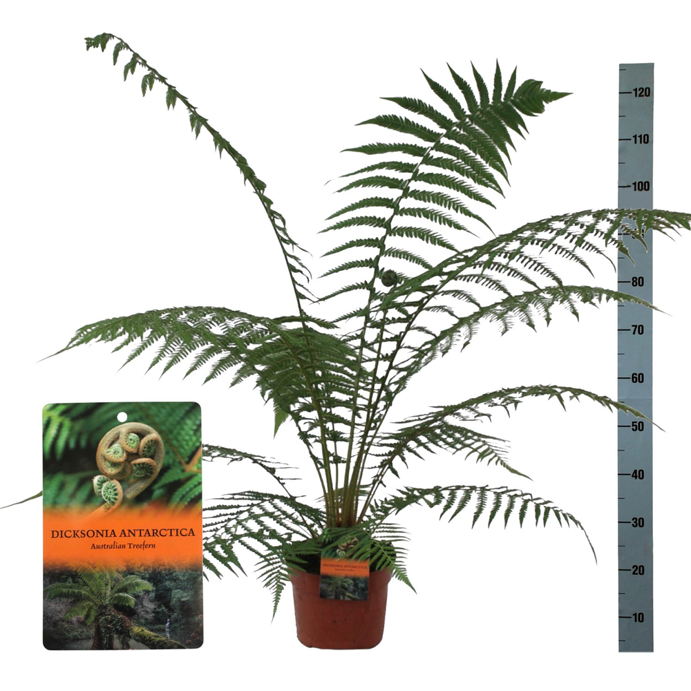 Dicksonia Antarctica (Tasmaanse Boomvaren) - singl.