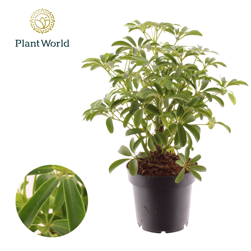 Schefflera Luseana Bush.