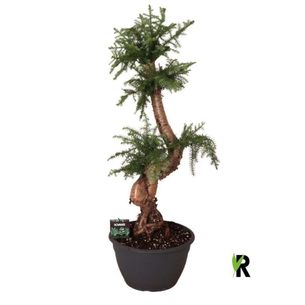 Araucaria bidwillii bonsai.