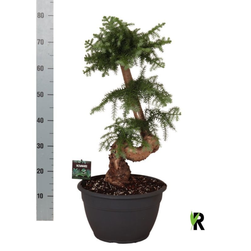 Araucaria bidwillii bonsai.