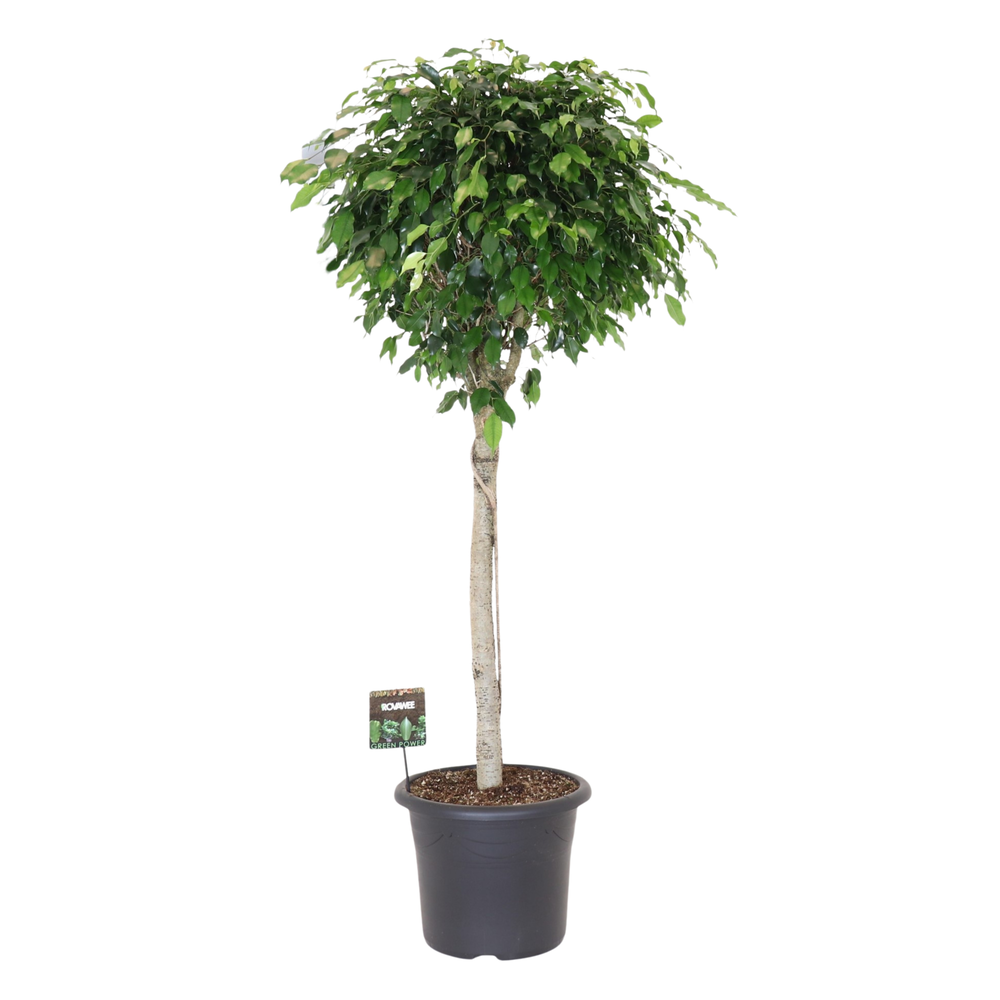 Ficus benj. Danielle op stam.