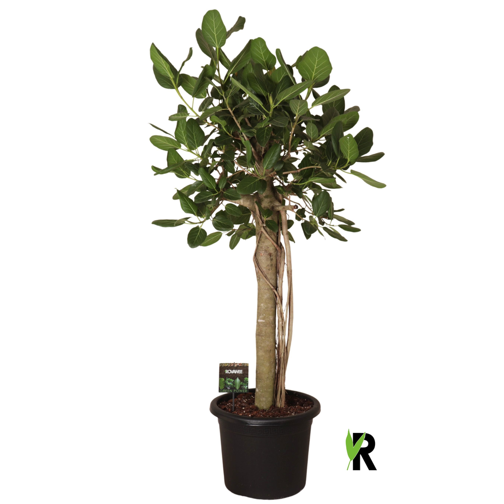Ficus bengh. Audrey XL op stam.