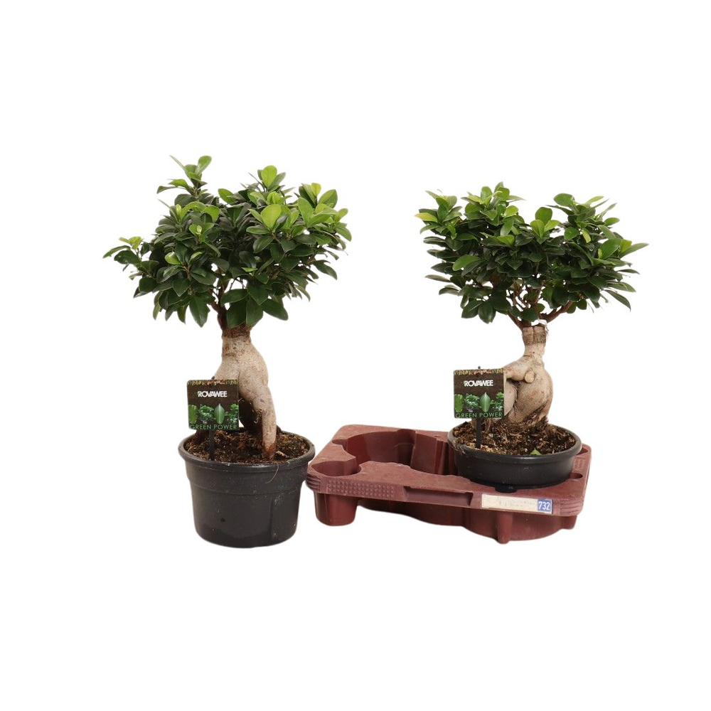 Ficus micr. Ginseng in kunststof pot in fust 732.