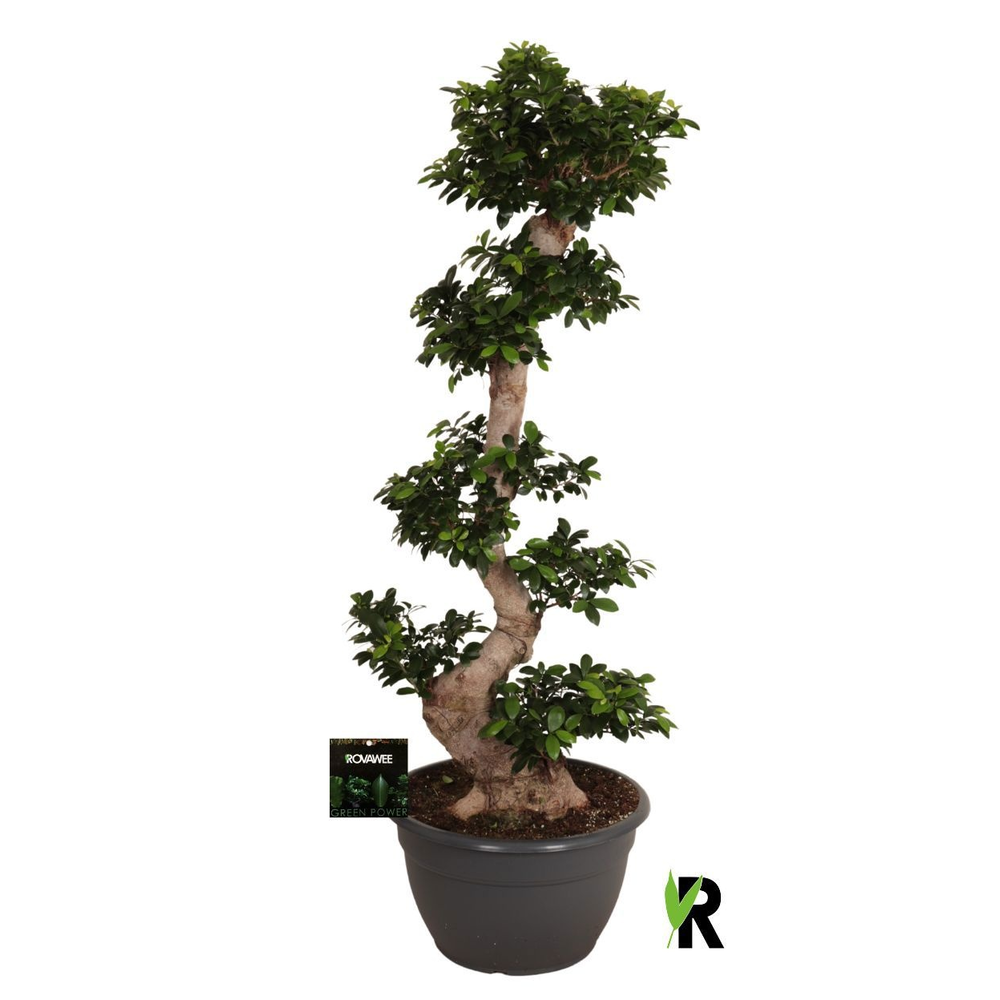 Ficus micr. S-type in kunststof sierpot.