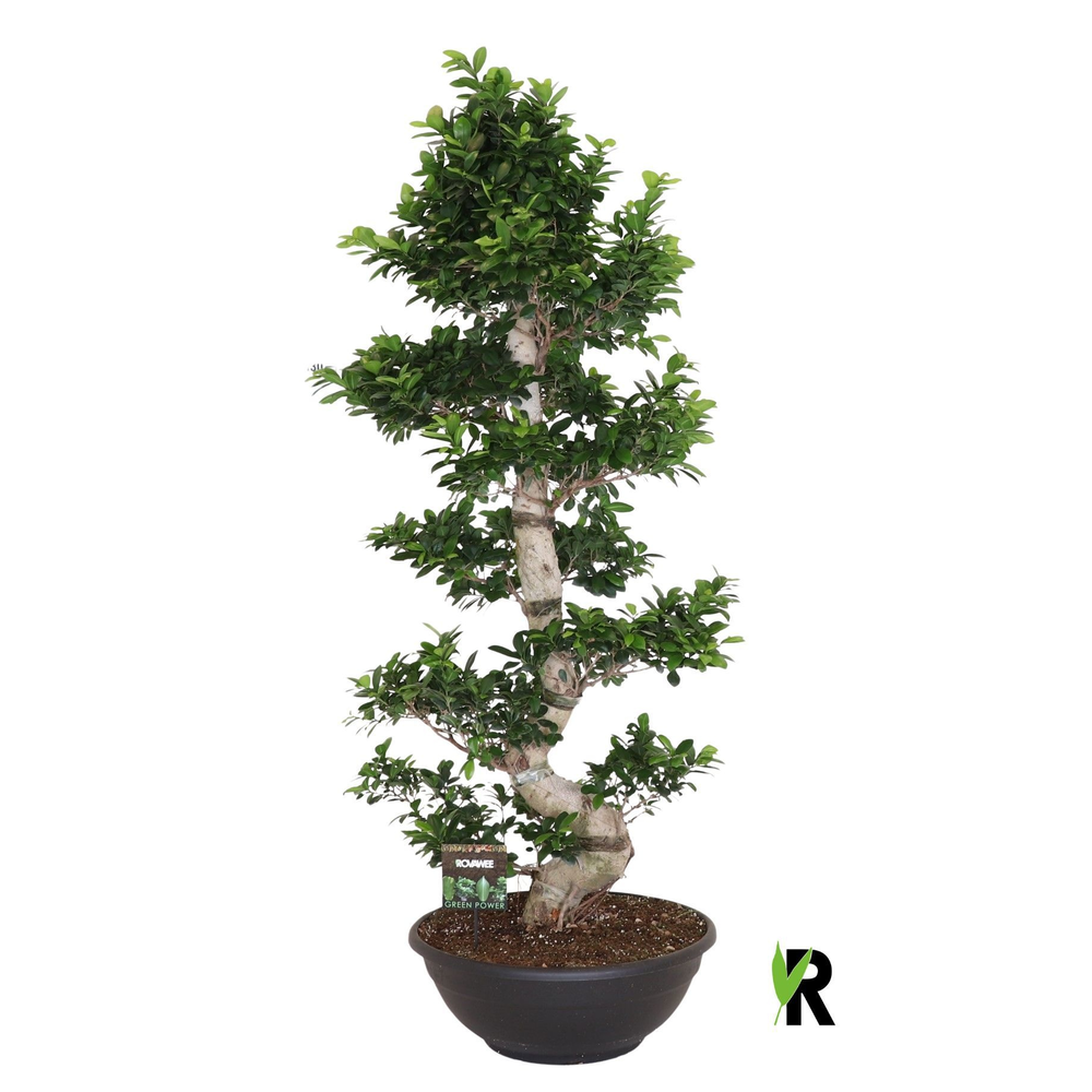 Ficus micr. S-type in sierpot.