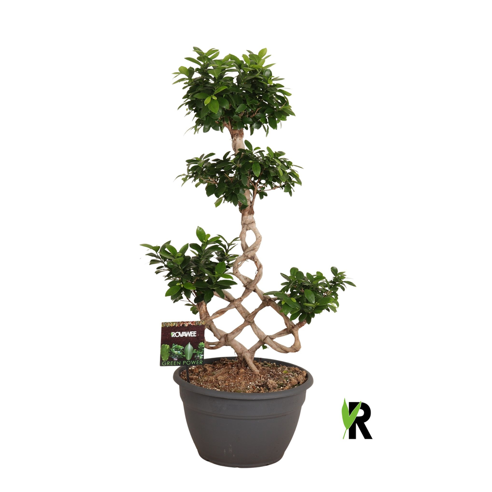 Ficus micr. chinese knot.