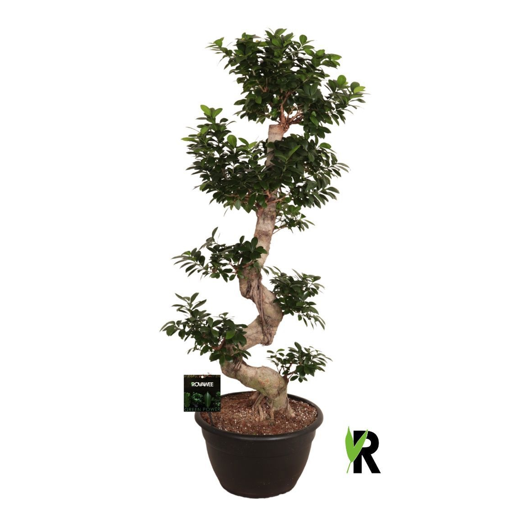 Ficus micr. S-type in kunststof sierpot.