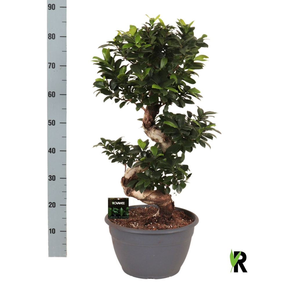 Ficus micr. S-type in sierpot.
