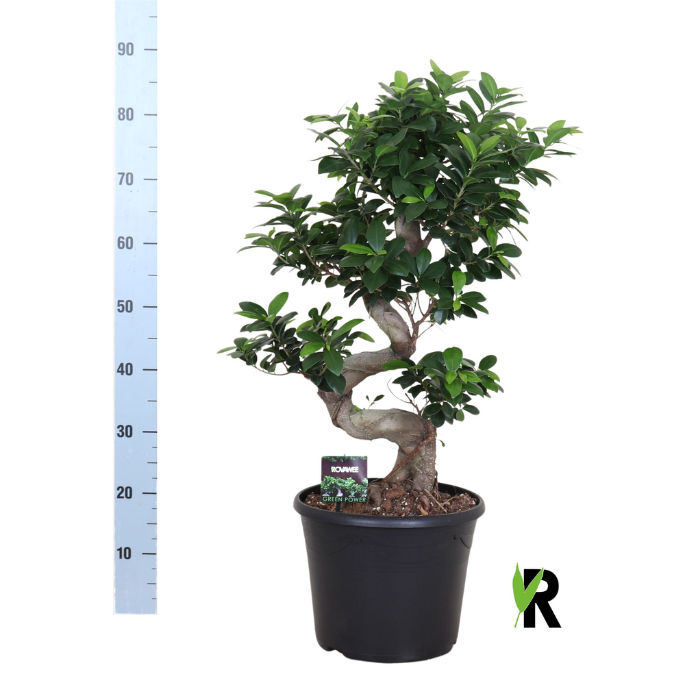 Ficus micr. S-type in sierpot.