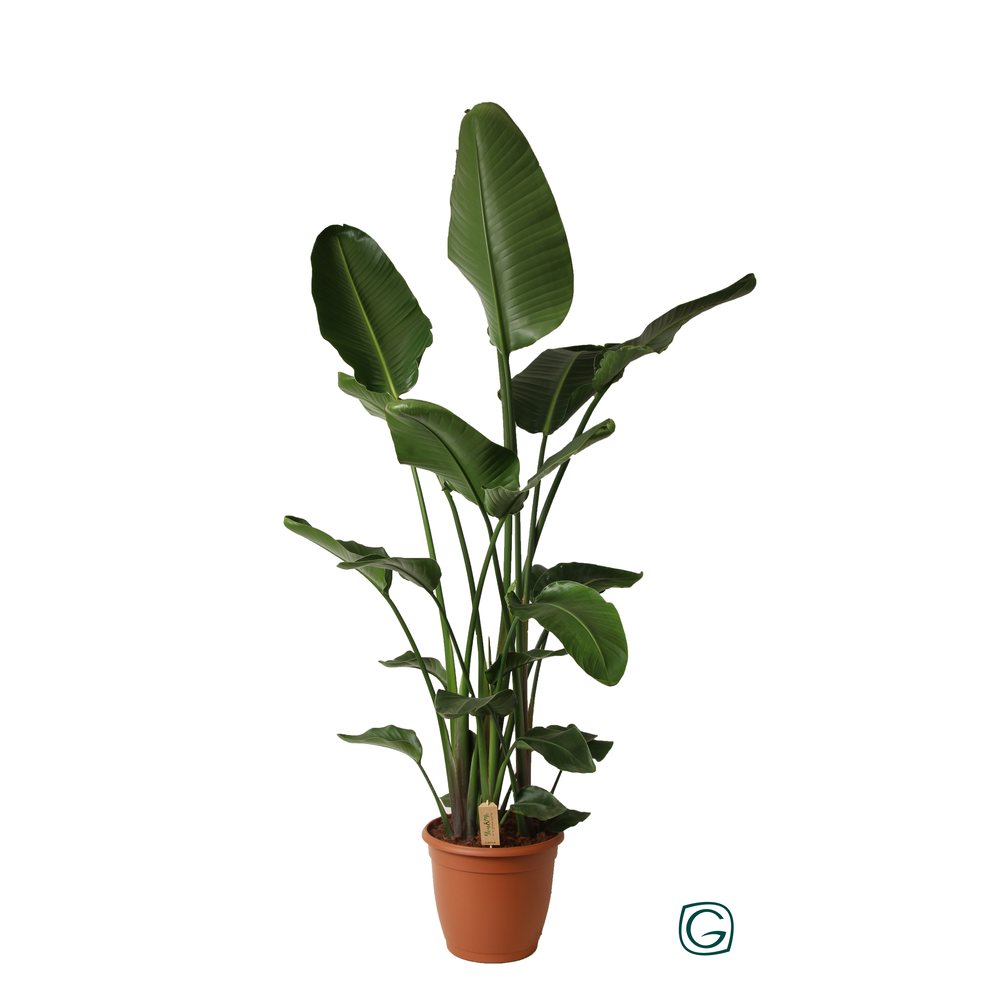 Strelitzia nicolai p36 XL.