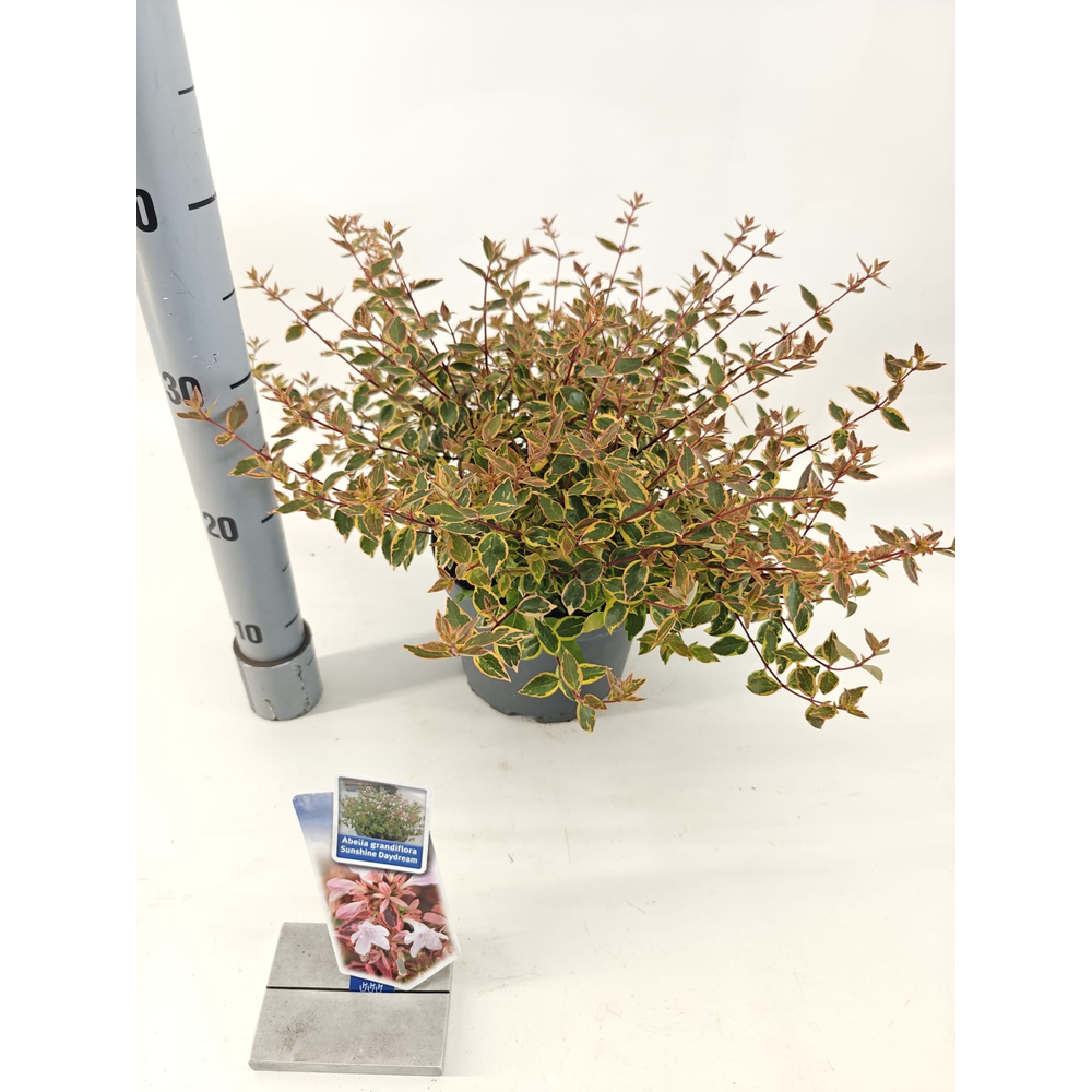 Abelia grandiflora Sunshine Daydream ('Abelops'PBR.