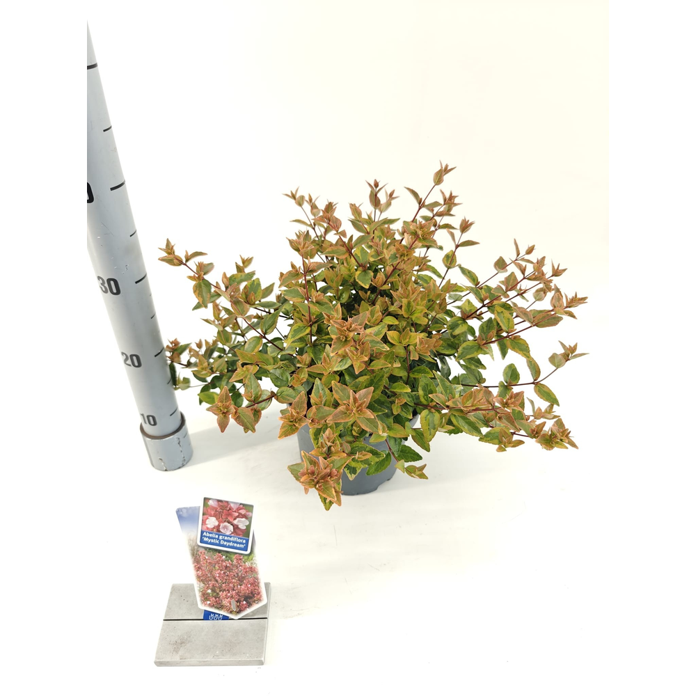 Abelia grandiflora Mystic Daydream ('Opstal 40'PBR.