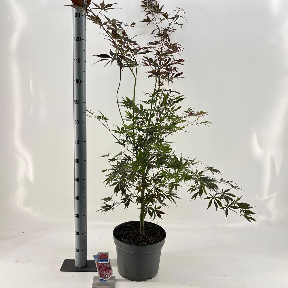 Acer pal. ‘Sumi-nagashi’.