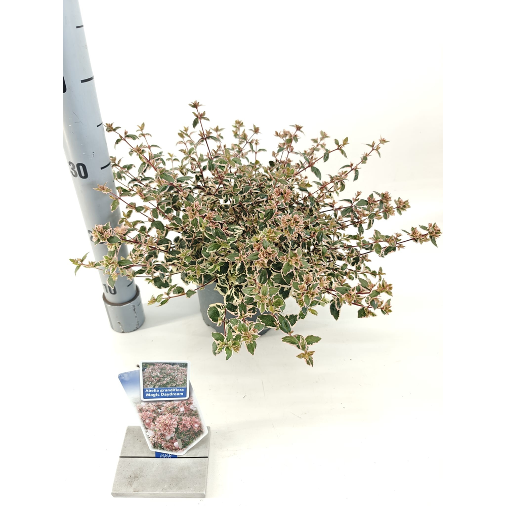 Abelia grandiflora 'Happy Daydream'® PBR.