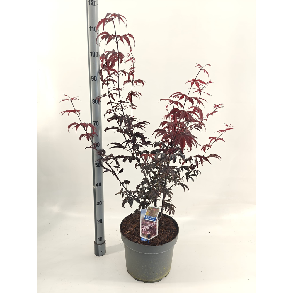 Acer pal. 'Red Emperor'.