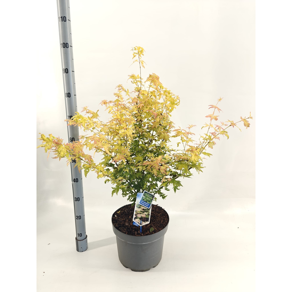 Acer pal. 'Orange Dream'.