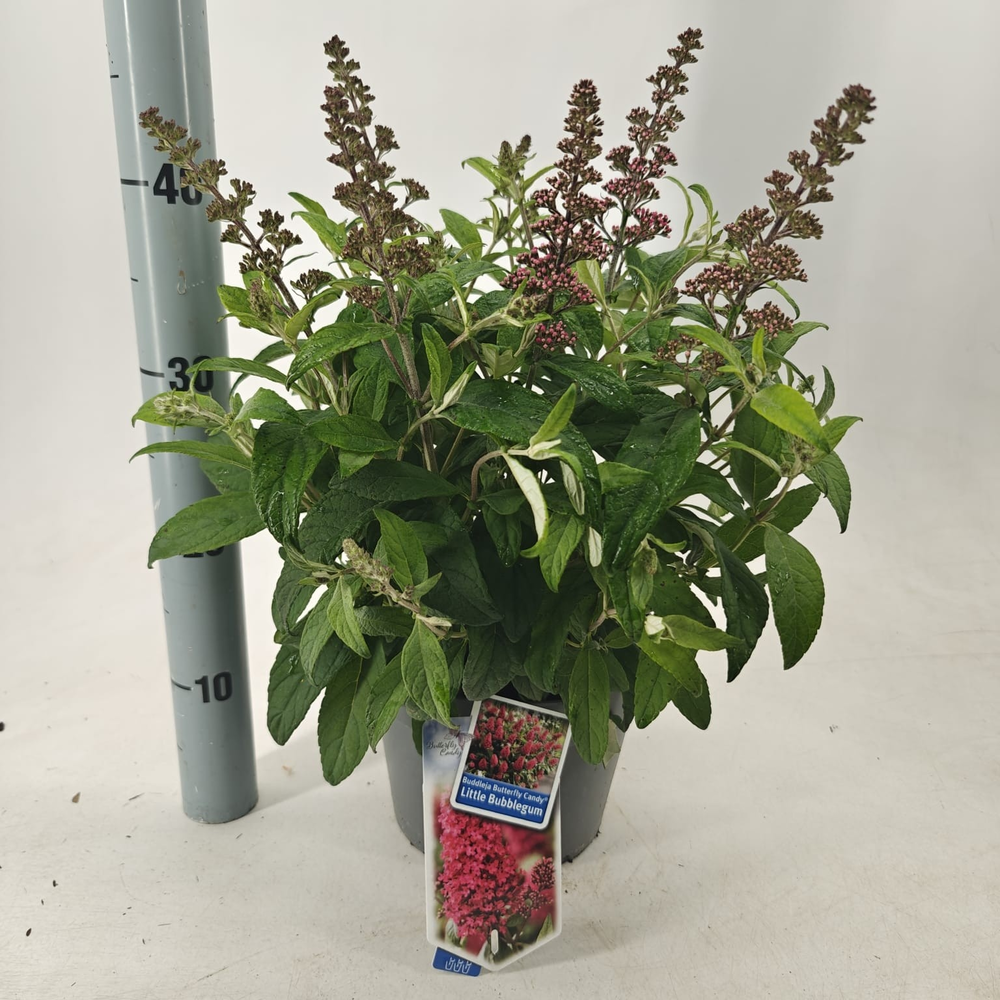 Buddleja d. Butt. Candy® Little Bubblegum.