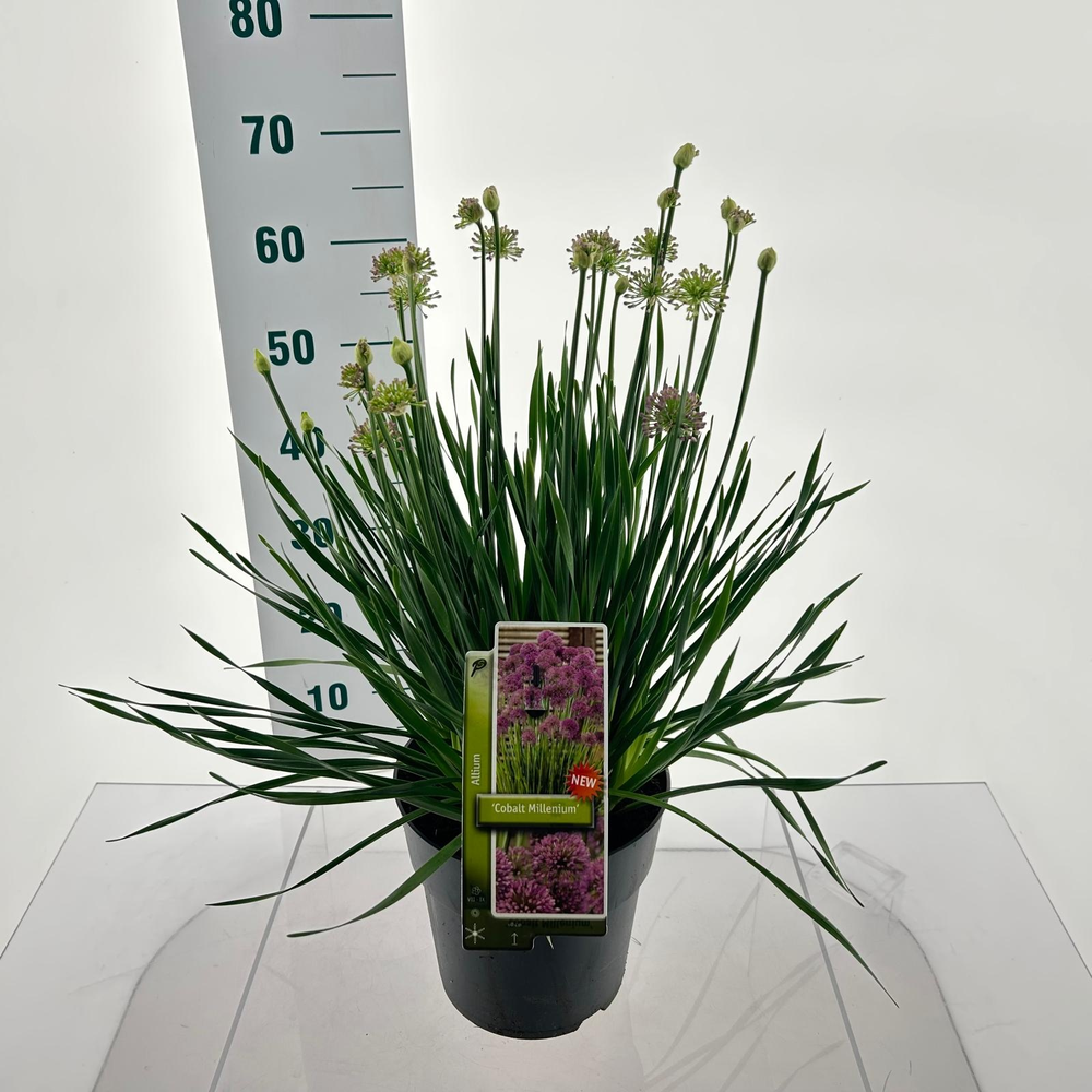 Allium 'Cobalt Millenium'.