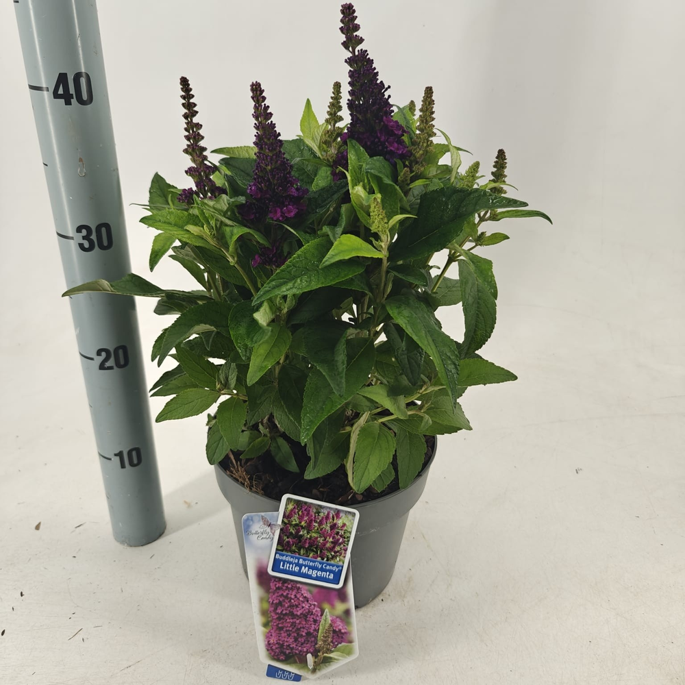 Buddleja d. Butt. Candy® Little Magenta.