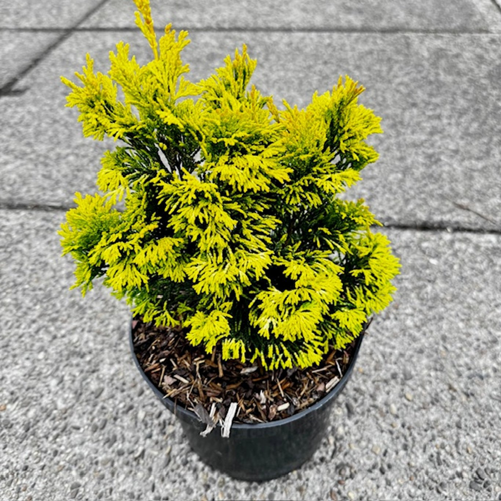 Chamaecyparis obt. 'Gold Post'.