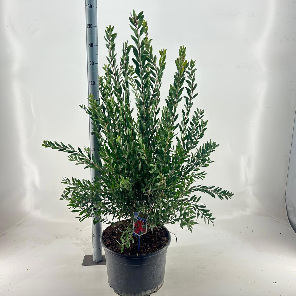 Callistemon viminalis INFERNO ('Yanferno'PBR).