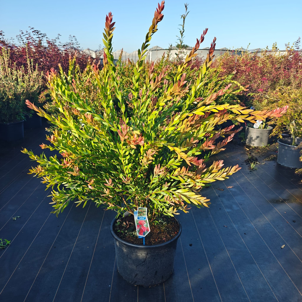 Callistemon viminalis INFERNO ('Yanferno'PBR).