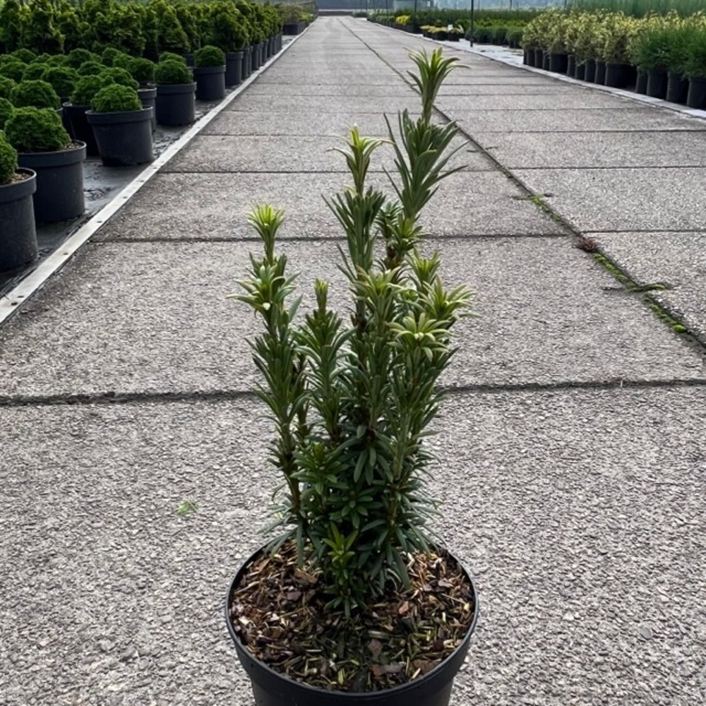 Cephalotaxus harringtonii 'Taranto' WB.