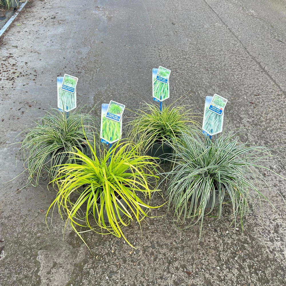 Carex oshimensis EverColor® mix P17 (minimum order.