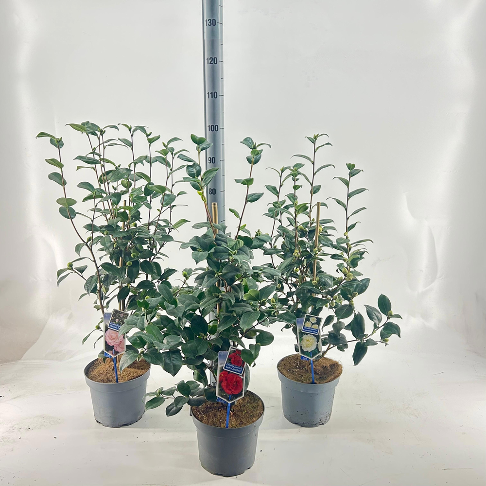 Camellia mix (minimum order one layer).